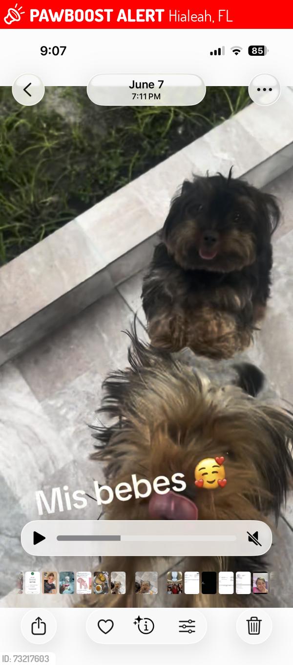 Lost Male Dog last seen Near west 68th street, Hialeah, FL 33014