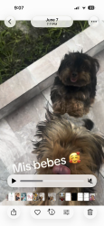 Lost Male Dog last seen Near west 68th street, Hialeah, FL 33014