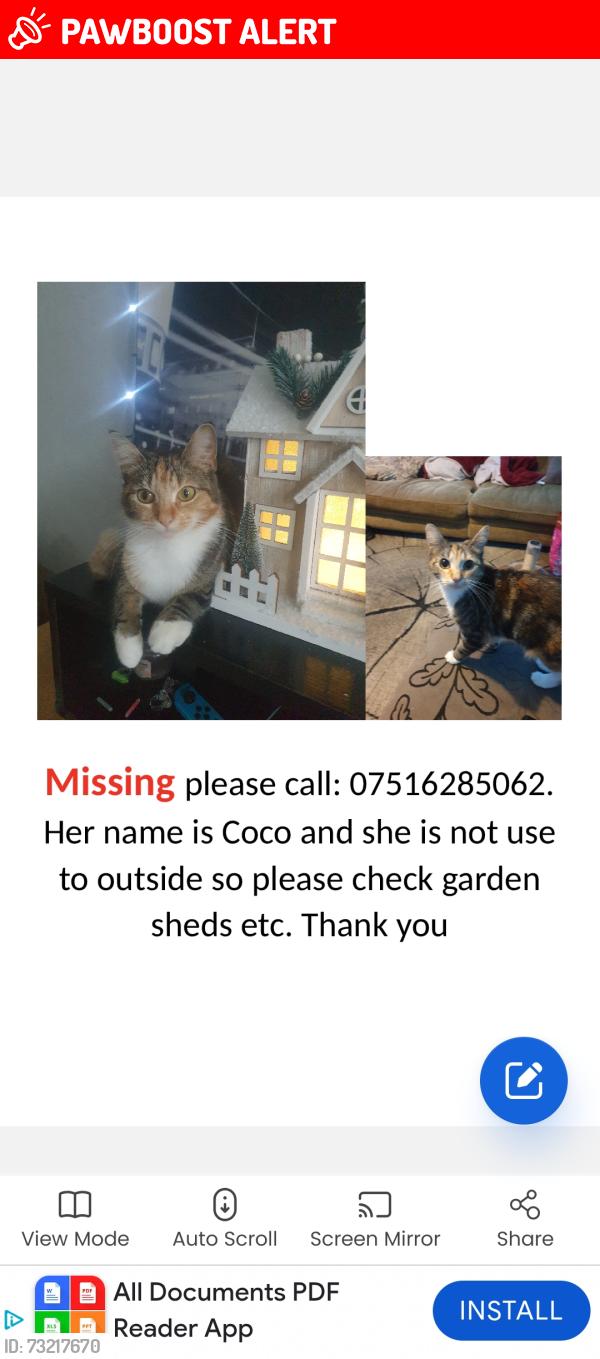 Lost Female Cat last seen Vista building, Cranford, England TW4 7PE