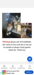 Lost Female Cat last seen Vista building, Cranford, England TW4 7PE