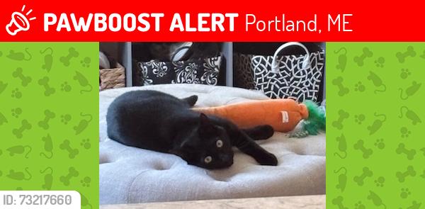 Lost Male Cat last seen Virginia, Portland, ME 04103