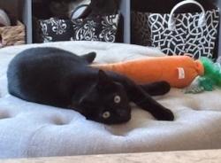 Lost Male Cat last seen Virginia, Portland, ME 04103