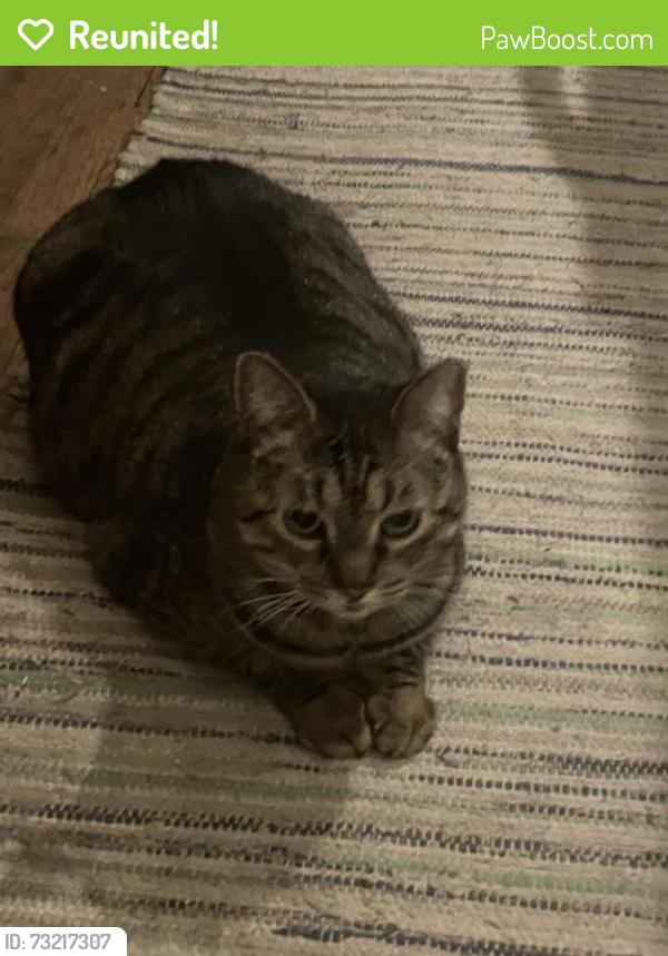 Reunited Female Cat last seen Grandview Avenue & Lamar street, Arvada, CO 80002