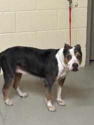 Shelter Stray Female Dog last seen , 232 Eslinger Way, Sanford, FL 32773, USA
