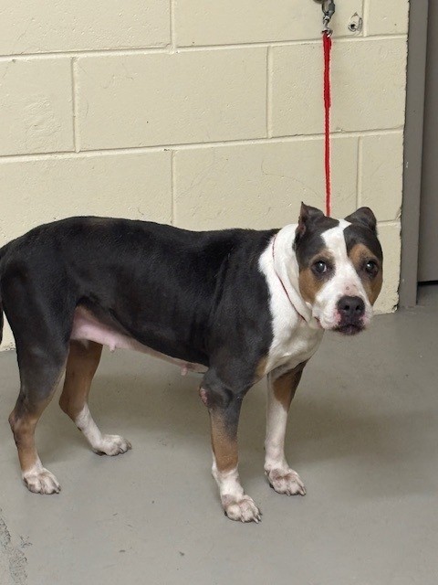 Shelter Stray Female Dog last seen , 232 Eslinger Way, Sanford, FL 32773, USA