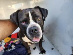 Shelter Stray Female Dog last seen Near BLOCK MORRELL ST, DETROIT, MI 48209, 7401 Chrysler Dr, Detroit, MI 48211, USA