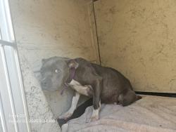 Shelter Stray Male Dog last seen Near BLOCK THORNTON ST, DETROIT, MI, 48227, 7401 Chrysler Dr, Detroit, MI 48211, USA