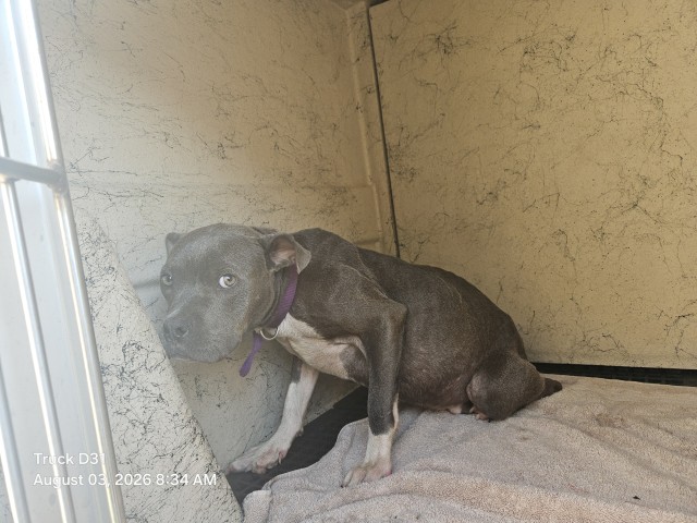 Shelter Stray Male Dog last seen Near BLOCK THORNTON ST, DETROIT, MI, 48227, 7401 Chrysler Dr, Detroit, MI 48211, USA