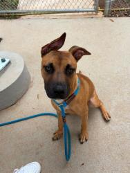 Shelter Stray Male Dog last seen CHARLOTTE, 8315 Byrum Dr, Charlotte, NC 28217, USA