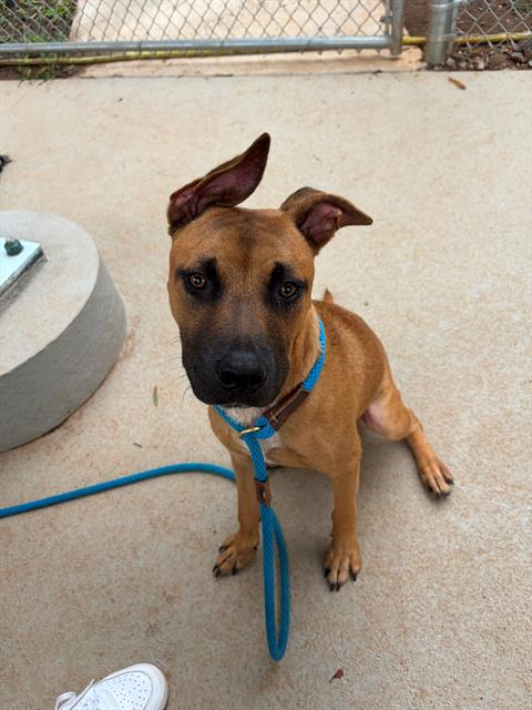 Shelter Stray Male Dog last seen CHARLOTTE, 8315 Byrum Dr, Charlotte, NC 28217, USA