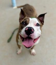 Shelter Stray Male Dog last seen CHARLOTTE, 8315 Byrum Dr, Charlotte, NC 28217, USA