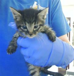 Shelter Stray Male Cat last seen Near BLOCK CEDAR CREEK RD, FAYETTEVILLE NC 28312, 4704 Corporation Dr, Fayetteville, NC 28306, USA