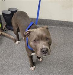 Shelter Stray Male Dog last seen , 3201 Lacy St, Los Angeles, CA 90031, USA