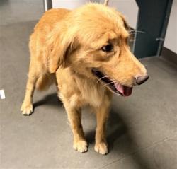 Shelter Stray Male Dog last seen , West Valley Animal Shelter, 20655 Plummer St, Chatsworth, CA 91311, USA