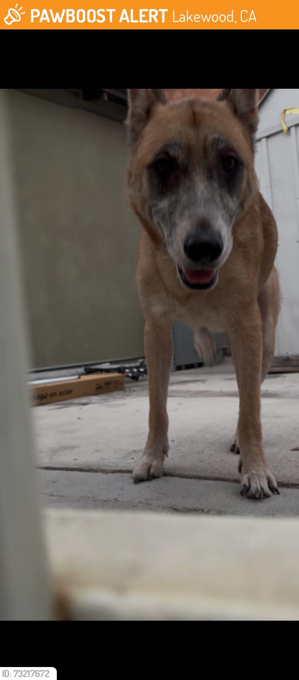 Found/Stray Female Dog last seen 60th st, Lakewood, CA 90805