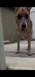 Found/Stray Female Dog last seen 60th st, Lakewood, CA 90805