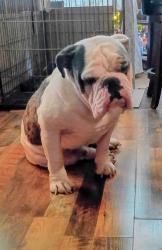 Lost Male Dog last seen Colorado St nearby Midland freshman Southside, Midland, TX 79701