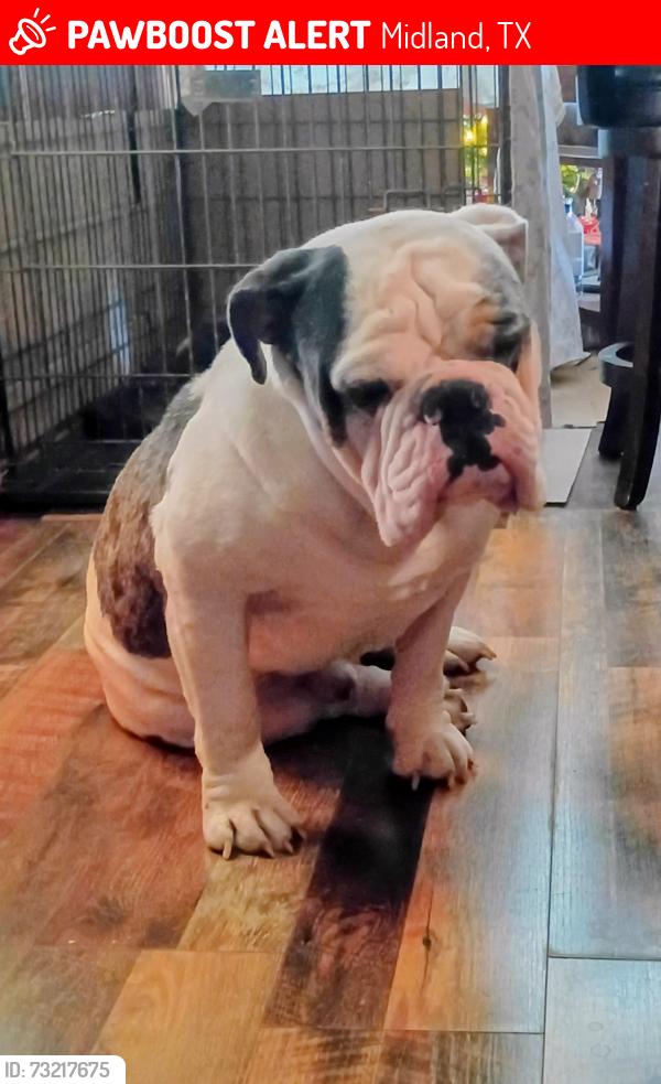 Lost Male Dog last seen Colorado St nearby Midland freshman Southside, Midland, TX 79701