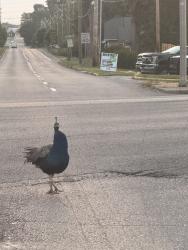 Found/Stray Unknown Bird last seen southeastern and Raymond, Indianapolis, IN 46203