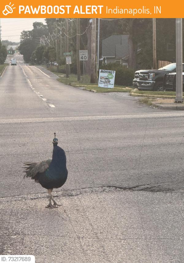 Found/Stray Unknown Bird last seen southeastern and Raymond, Indianapolis, IN 46203