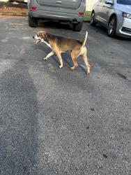 Found/Stray Male Dog last seen Quality logistics, Duncan, SC 29334