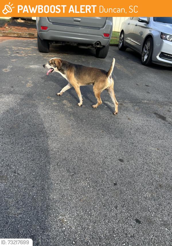 Found/Stray Male Dog last seen Quality logistics, Duncan, SC 29334