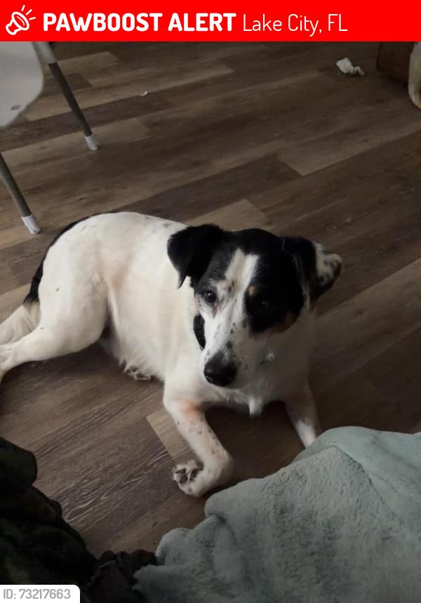 Lost Female Dog last seen Pinemount rd near the magical flea market and the old harveys, Lake City, FL 32024