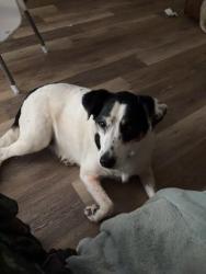 Lost Female Dog last seen Pinemount rd near the magical flea market and the old harveys, Lake City, FL 32024