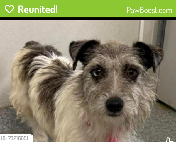 Reunited Female Dog last seen Near San Simeon Drive, Arnold, MO 63010