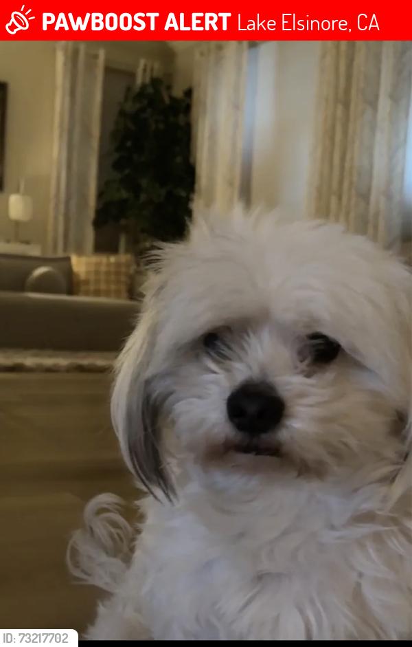 Lost Male Dog last seen Let out in the backyard, Lake Elsinore, CA 92532