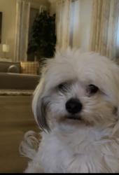 Lost Male Dog last seen Let out in the backyard, Lake Elsinore, CA 92532