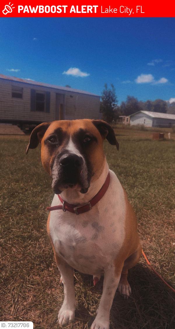 Lost Male Dog last seen Pinemount rd near the magical flea market, Lake City, FL 32024