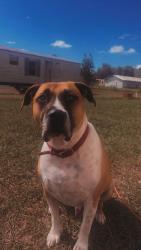 Lost Male Dog last seen Pinemount rd near the magical flea market, Lake City, FL 32024