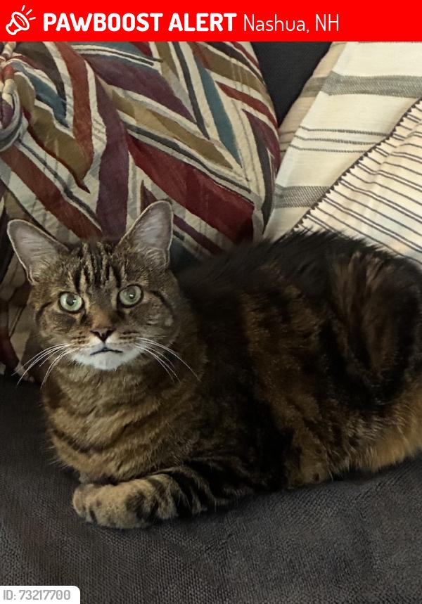 Lost Male Cat last seen Little Florida area, Nashua, NH 03064