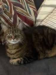 Lost Male Cat last seen Little Florida area, Nashua, NH 03064