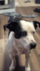 Found/Stray Male Dog last seen Crestview Elementary, Greer, SC 29651