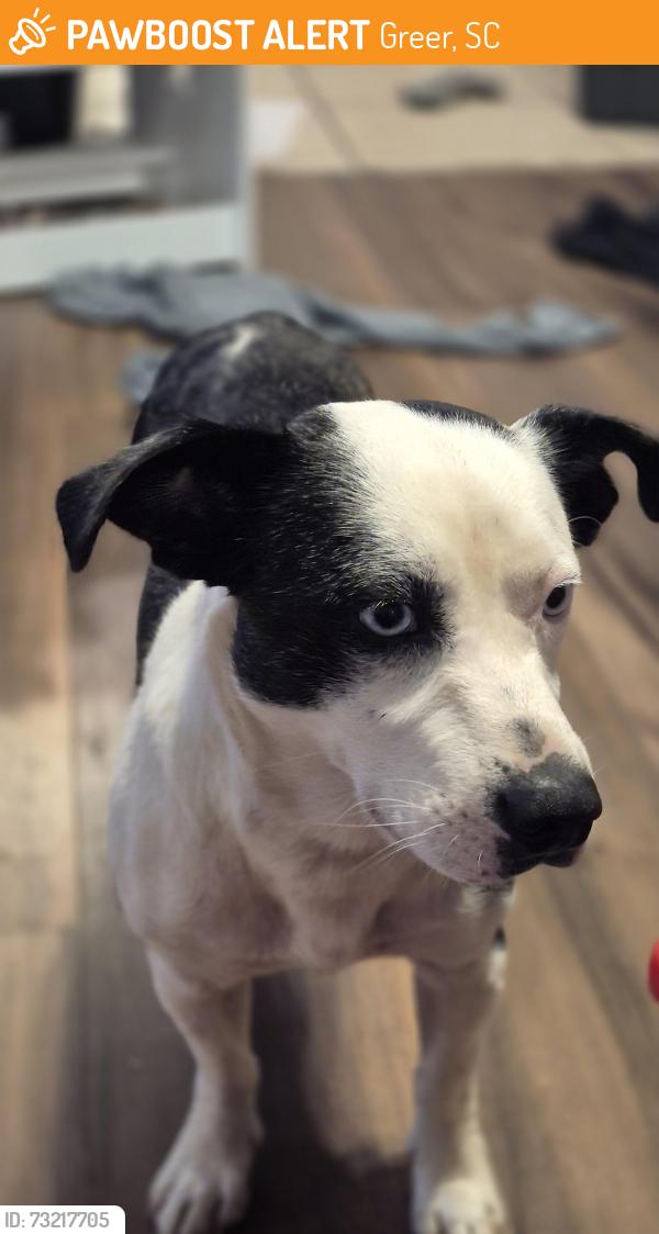Found/Stray Male Dog last seen Crestview Elementary, Greer, SC 29651