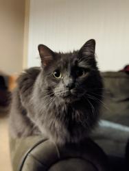 Lost Male Cat last seen Frederick Dr Georgetown TX, Georgetown, TX 78626