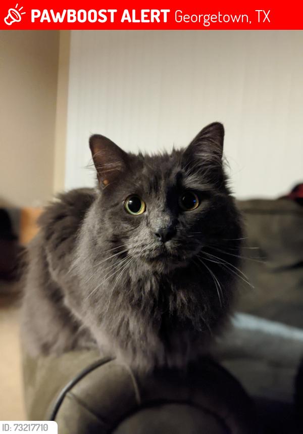 Lost Male Cat last seen Frederick Dr Georgetown TX, Georgetown, TX 78626