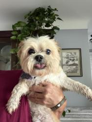 Found/Stray Female Dog last seen Watkins Lk rd, Waterford Township, MI 48341