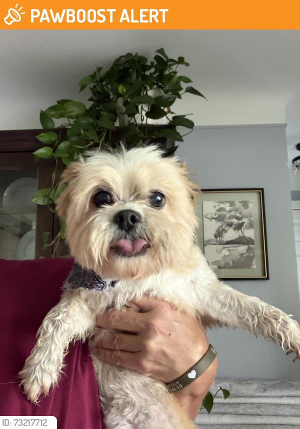 Found/Stray Female Dog last seen Watkins Lk rd, Waterford Township, MI 48341