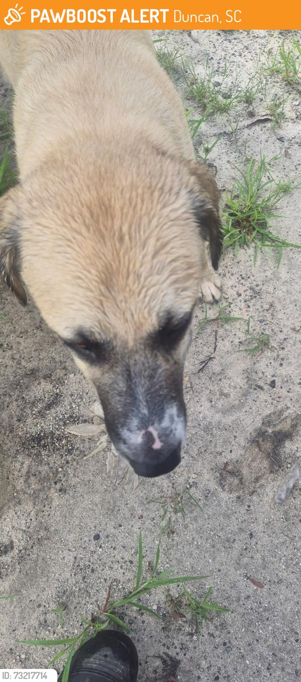 Found/Stray Female Dog last seen Xtra lease, Duncan, SC 29334
