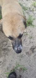Found/Stray Female Dog last seen Xtra lease, Duncan, SC 29334