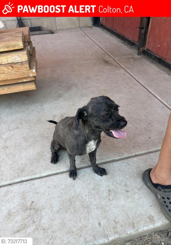 Lost Female Dog last seen Olive street, Colton, CA 92324