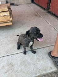Lost Female Dog last seen Olive street, Colton, CA 92324