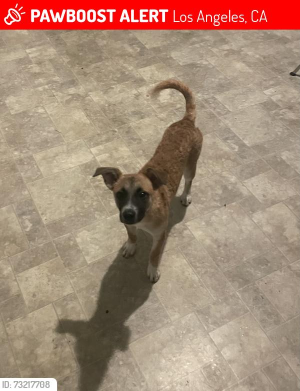 Lost Male Dog last seen S Mariposa and Pico st, Los Angeles, CA 90006