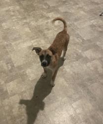 Lost Male Dog last seen S Mariposa and Pico st, Los Angeles, CA 90006
