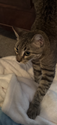 Reunited Male Cat last seen Colgate Dr & Wake Forest, Costa Mesa, CA 92626