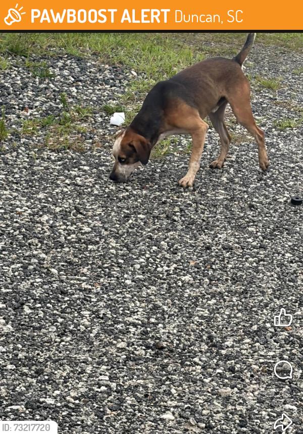 Found/Stray Male Dog last seen Xtra lease, Duncan, SC 29334