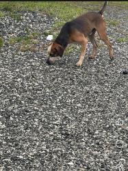 Found/Stray Male Dog last seen Xtra lease, Duncan, SC 29334